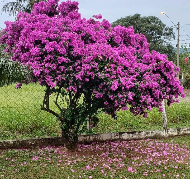 678374115_2323749578028583_1467217836549798738_n